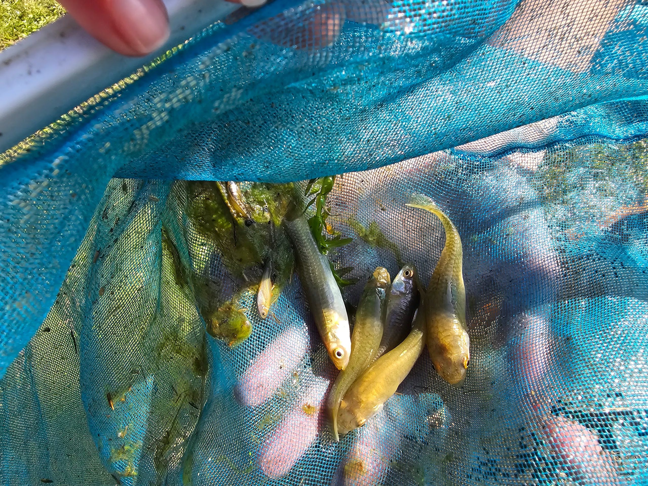 El uso de peces nativos en recipientes domésticos busca reducir la presencia de larvas del mosquito transmisor del dengue 
