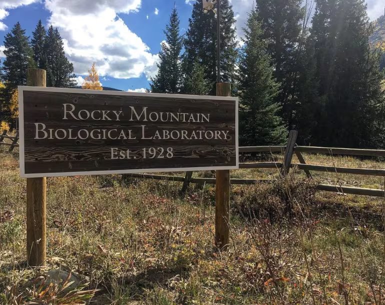 El laboratorio de Colorado alberga uno de los estudios de campo sobre vida silvestre más extensos del mundo, con más de seis décadas de seguimiento ininterrumpido de poblaciones de marmotas (Colorado State University)