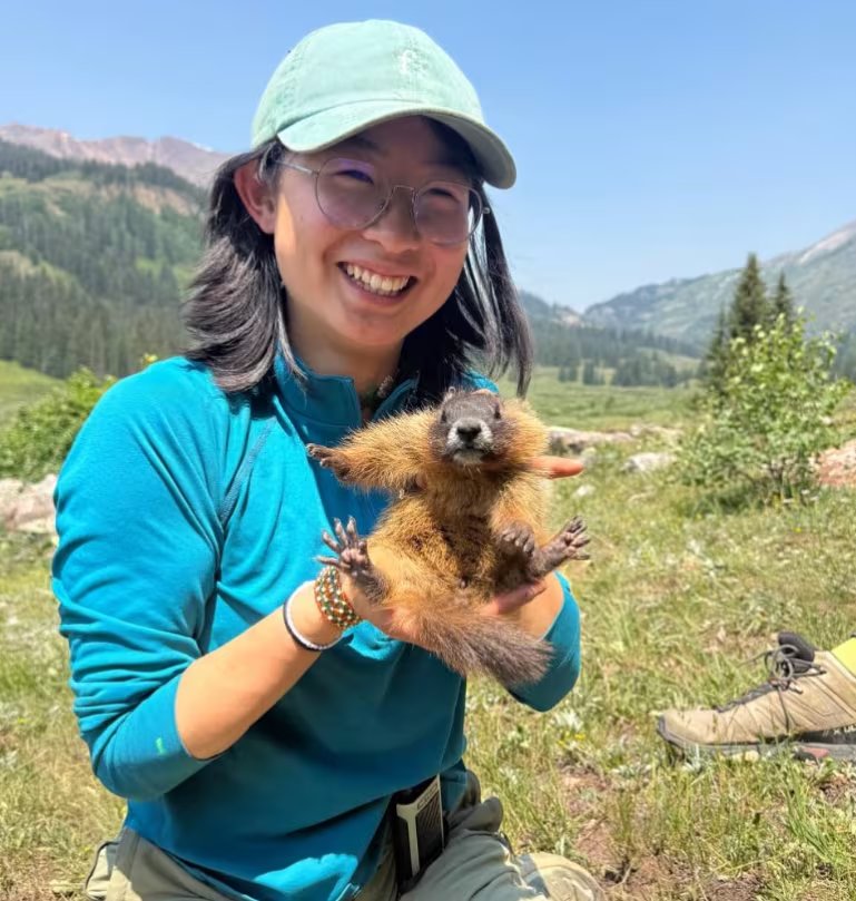 La marmota de vientre amarillo es el animal en el centro de uno de los estudios de comportamiento animal más prolongados de la historia de la ecología moderna (@rmblmarmotproject)