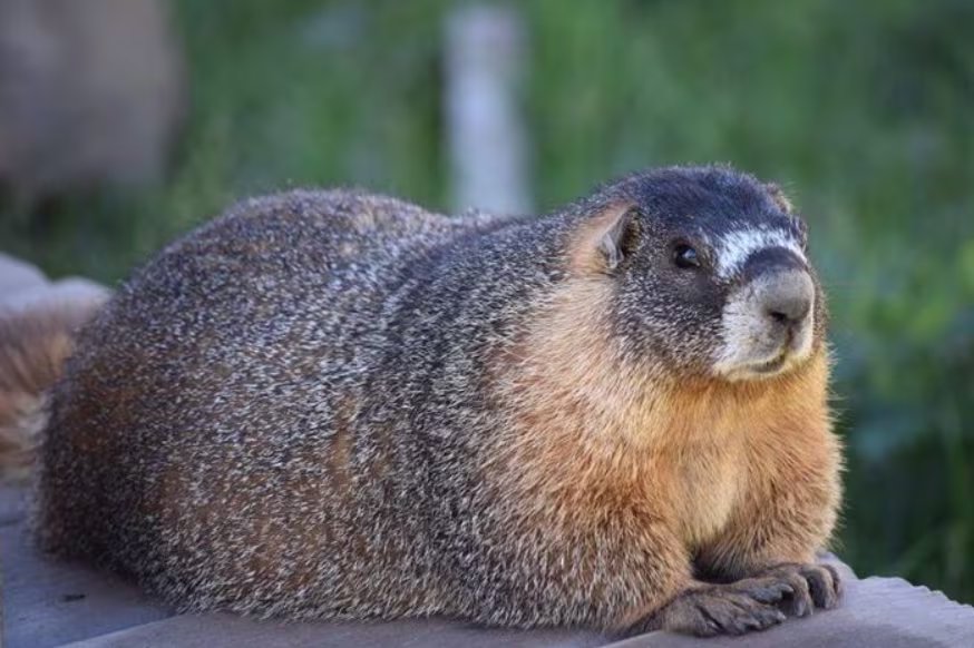El equipo prepara su propia versión de la popular competencia del Servicio de Parques Nacionales, en la que los seguidores votan por el oso que más engordó antes de hibernar (@rmblmarmotproject)