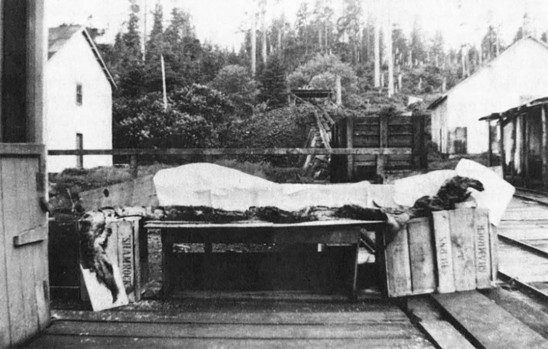 El hallazgo de 1937 en Canadá surgió en una estación ballenera, cuando trabajadores extrajeron del estómago de un cachalote restos de un animal de unos 3 metros (John Kirk/BCSCC/Alamy)
