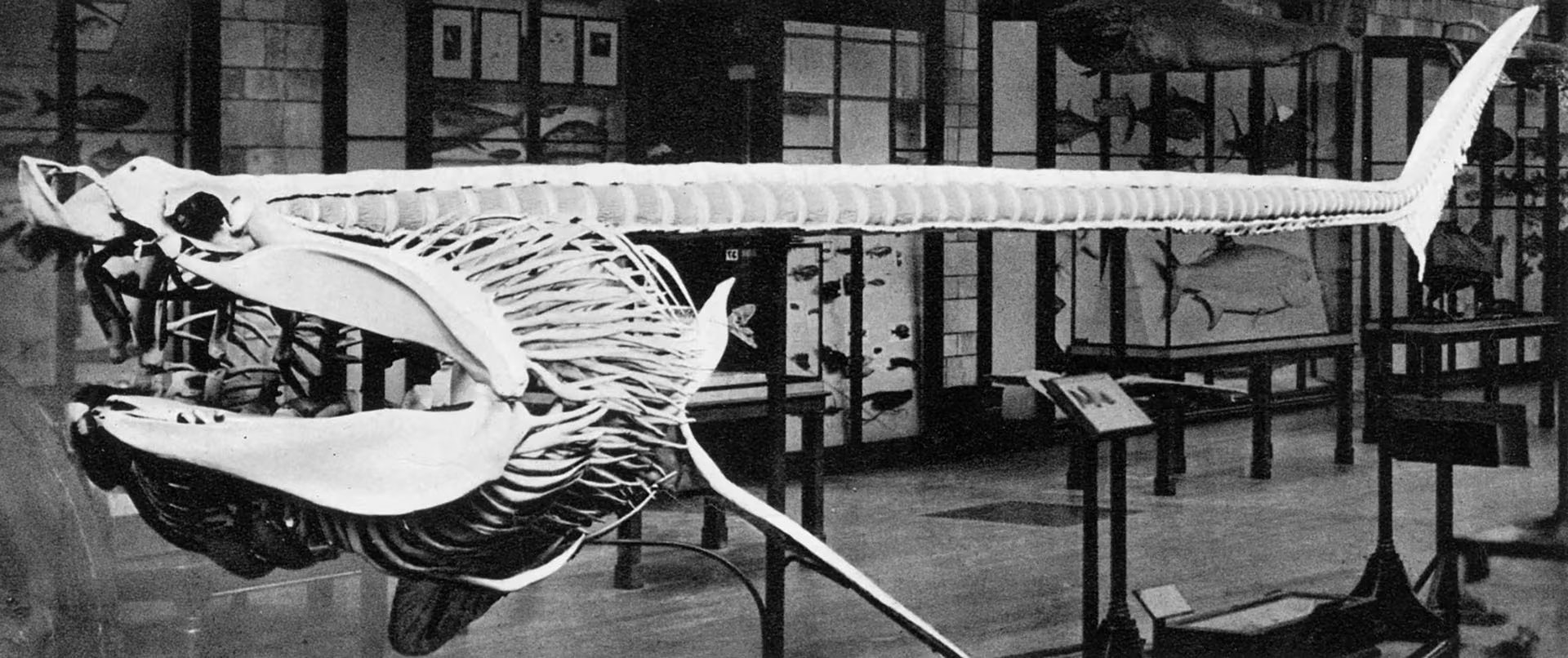 Una foto publicada en 1937 en la portada de un diario local convirtió el caso en una leyenda regional y dio impulso al nombre Cadborosaurus (Chronicle/Alamy)