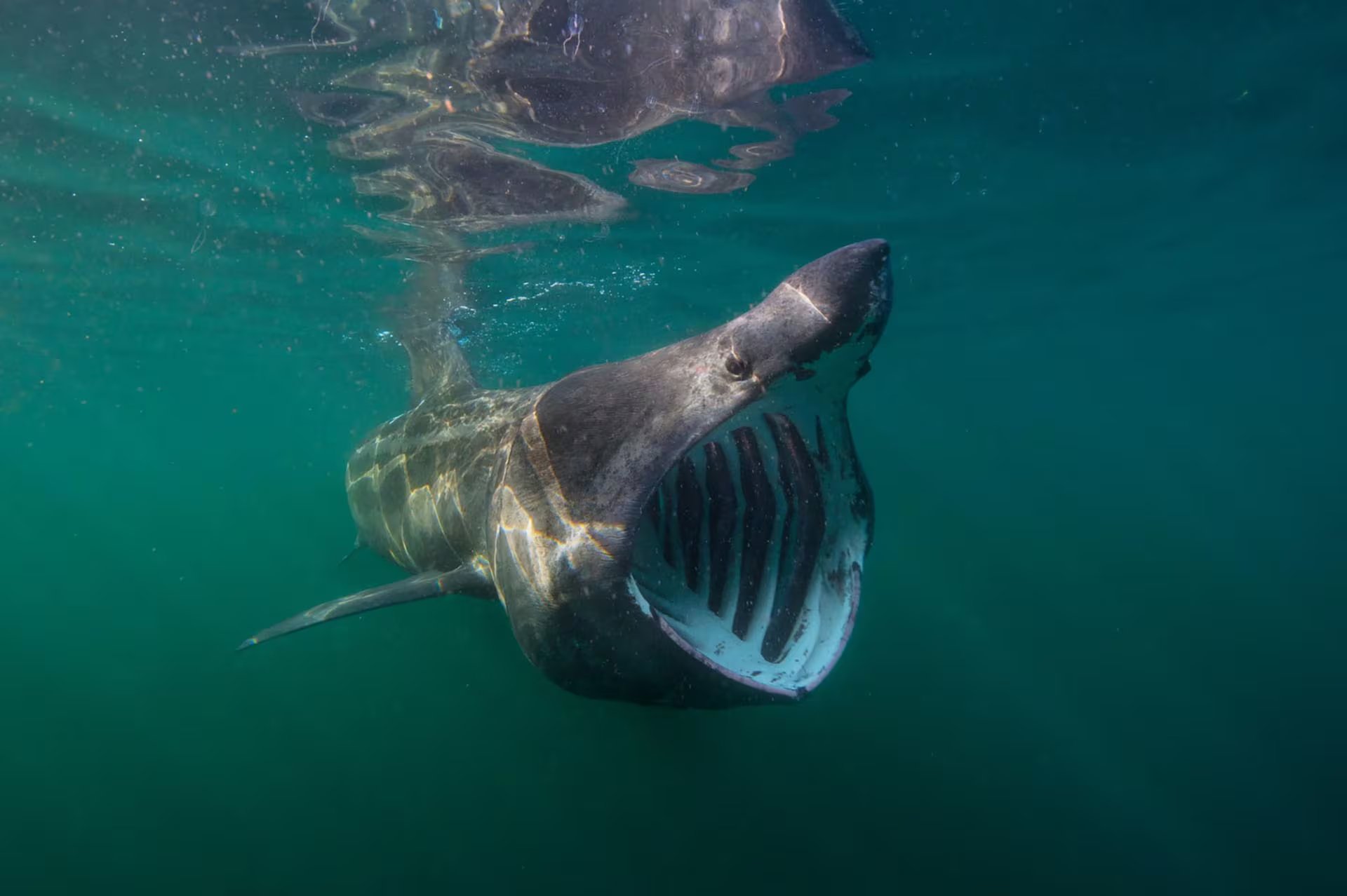 Biólogos marinos afirman que la carcasa de 1937 probablemente correspondía a un tiburón peregrino en descomposición, alterado por su esqueleto cartilaginoso (Nature Picture Library/Alamy)