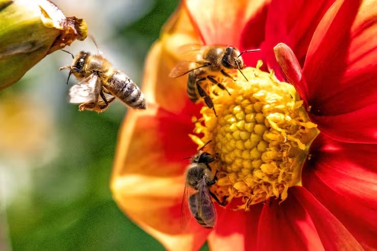 La mayor pérdida de agua en zonas elevadas aparece como otra barrera para la supervivencia de los insectos en ambientes más secos y exigentes (Magnific)
