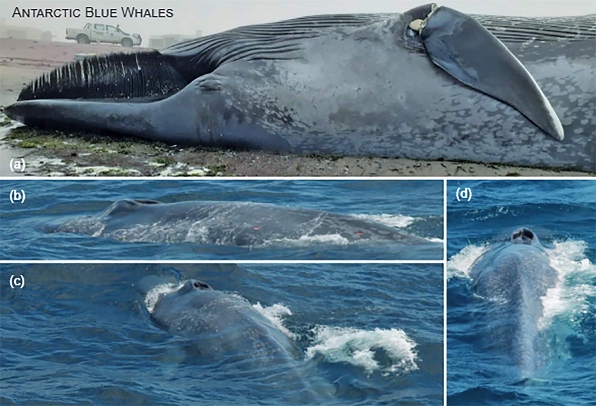 Un estudio registró un aumento reciente de avistamientos de ballenas azules y rorcuales comunes en el Atlántico sudoriental (African Journal of Marine Science)