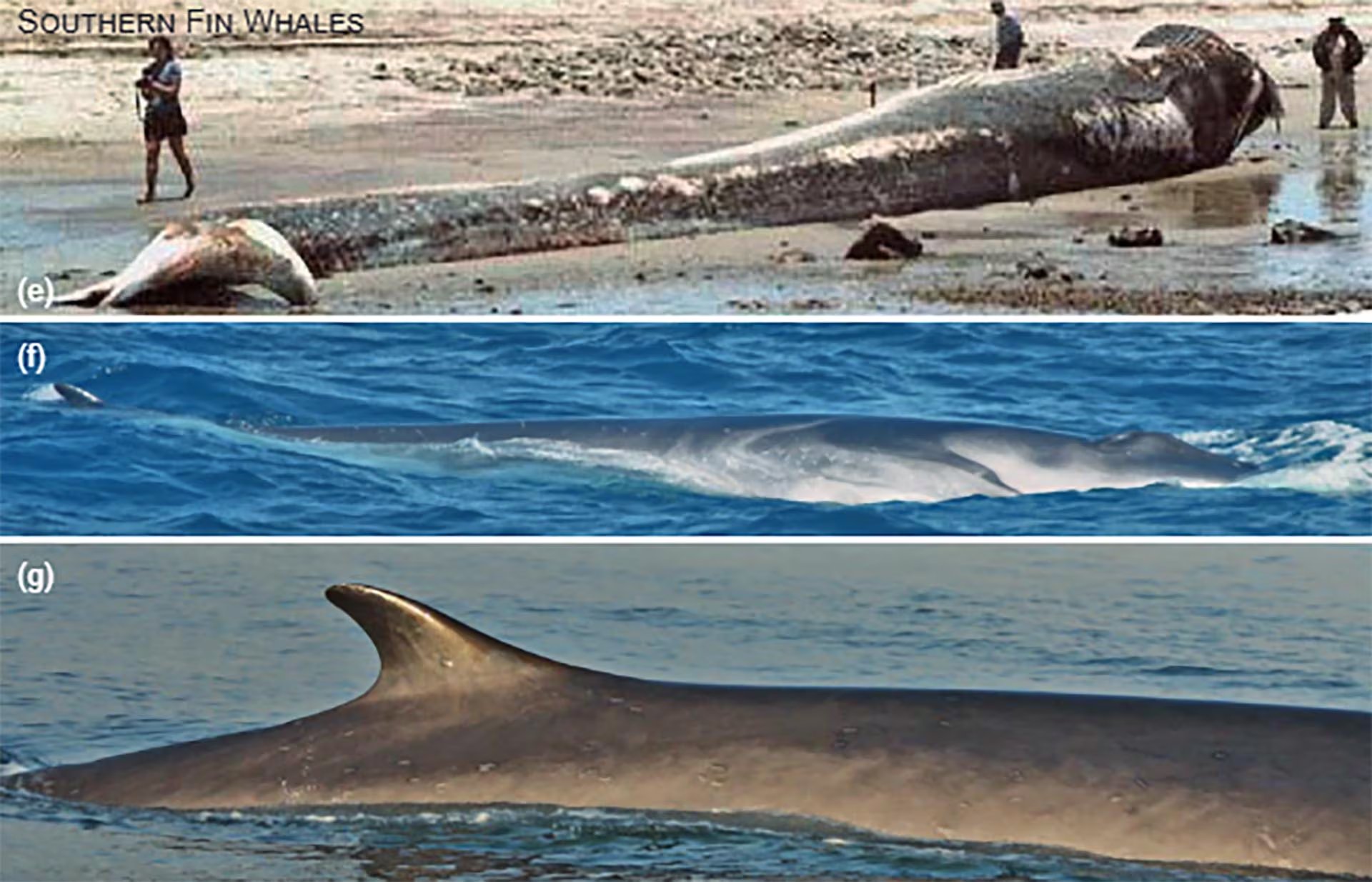 El 95% de los relevamientos sobre ballenas azules y rorcuales comunes en el Atlántico sudoriental se concentró desde 2012 (African Journal of Marine Science)