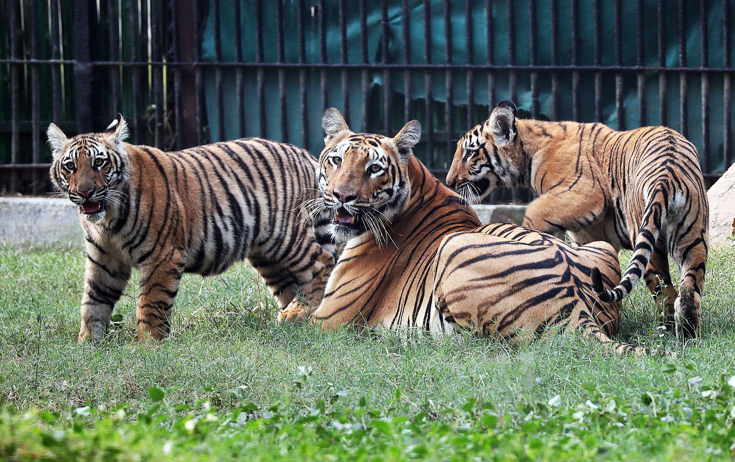 Las presas del tigre, como ciervos, jabalíes y otros ungulados, tienen visión dicromática y distinguen peor los tonos rojoanaranjados de los verdes (EFE/EPA/HARISH TYAGI)