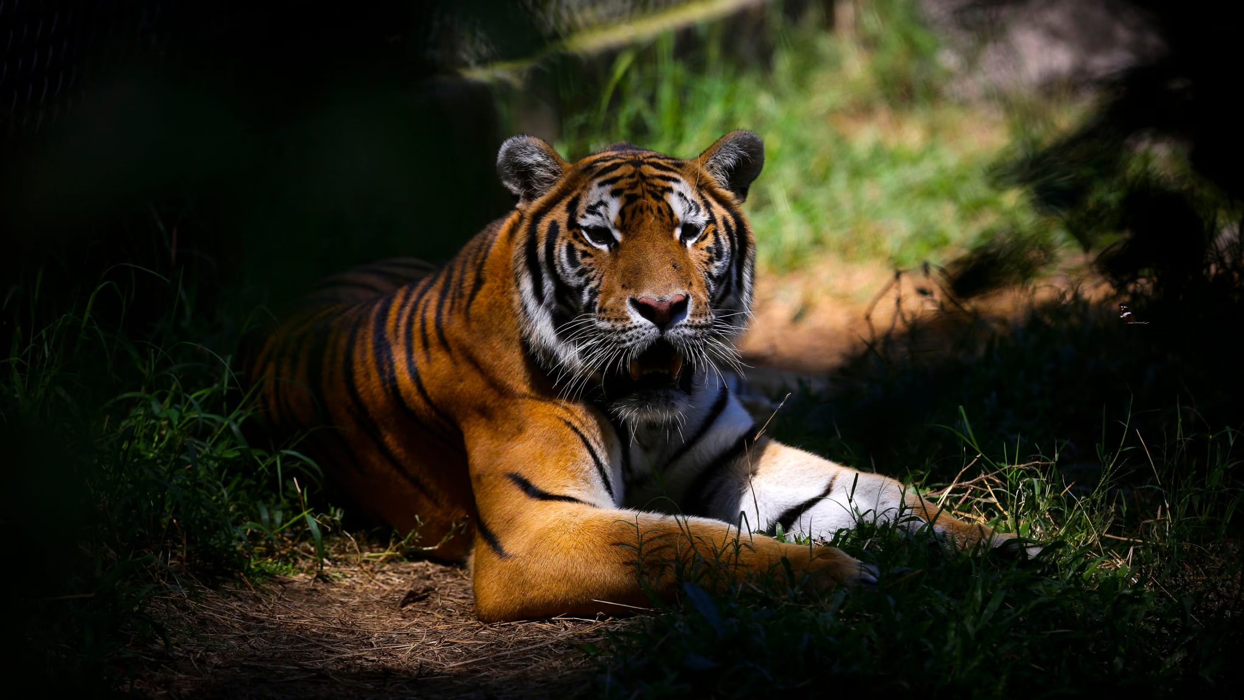 La visión tricromática humana permite separar mejor los colores rojo y verde, por lo que el tigre destaca más para las personas que para un ciervo (EFE/Oscar Rivera)