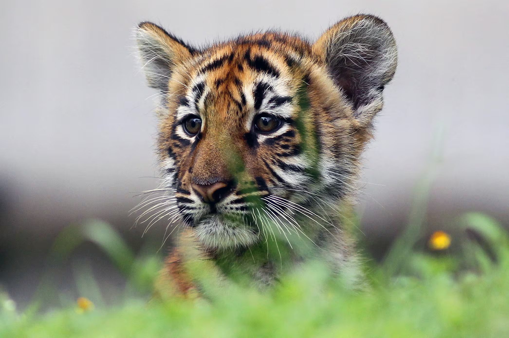 La investigación sobre evolución animal sostuvo que los tigres enfrentan una presión limitada para desarrollar un pelaje verde si sus presas no diferencian con claridad el naranja del verde (Photo by ULISES RUIZ / AFP)