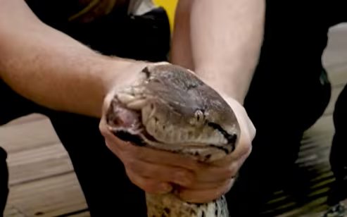 Jodie Foster fue diagnosticada con un fibrosarcoma en la mandíbula y la reaparición de la lesión comprometía su capacidad de alimentarse (YouTube/@chesterzoo)