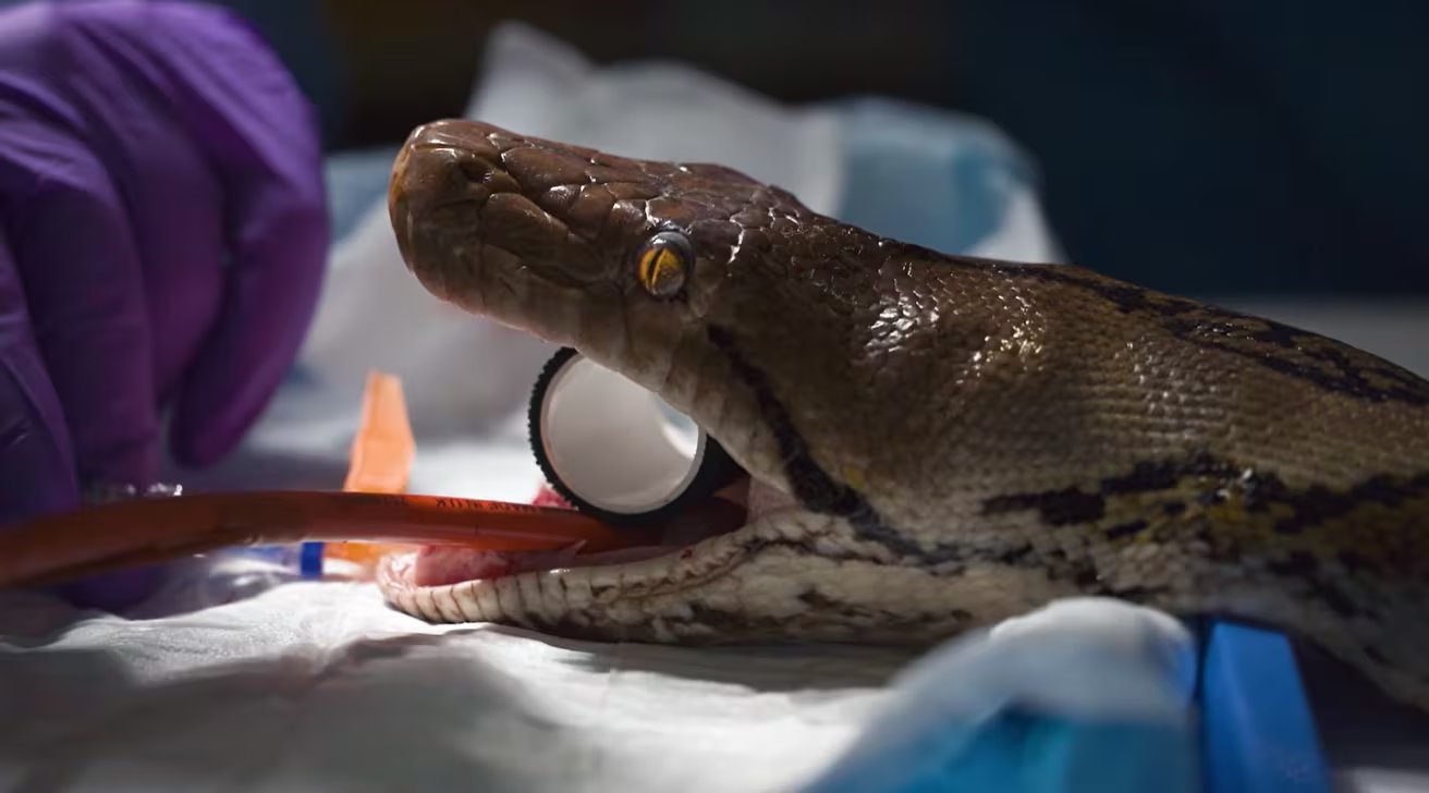 El equipo veterinario combinó una nueva cirugía con electroquimioterapia para frenar el avance del tumor en la pitón reticulada (YouTube/@chesterzoo)