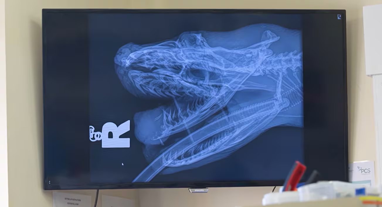 La electroquimioterapia aplicada a la serpiente combinó bleomicina con impulsos eléctricos para facilitar la acción del fármaco sobre las células tumorales (YouTube/@chesterzoo)