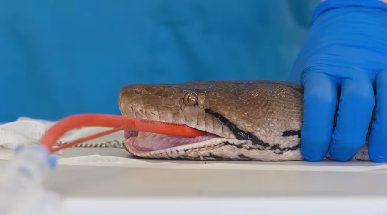 La cirugía incluyó una hemimandibulectomía para extraer parte de la mandíbula afectada y reducir el tejido comprometido por el cáncer (YouTube/@chesterzoo)
