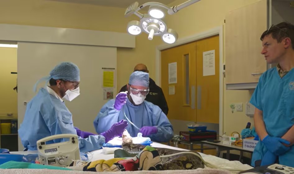 La intervención de 90 minutos obligó a adaptar el quirófano para la pitón reticulada y a mantener estable su temperatura corporal durante la anestesia (YouTube/@chesterzoo)