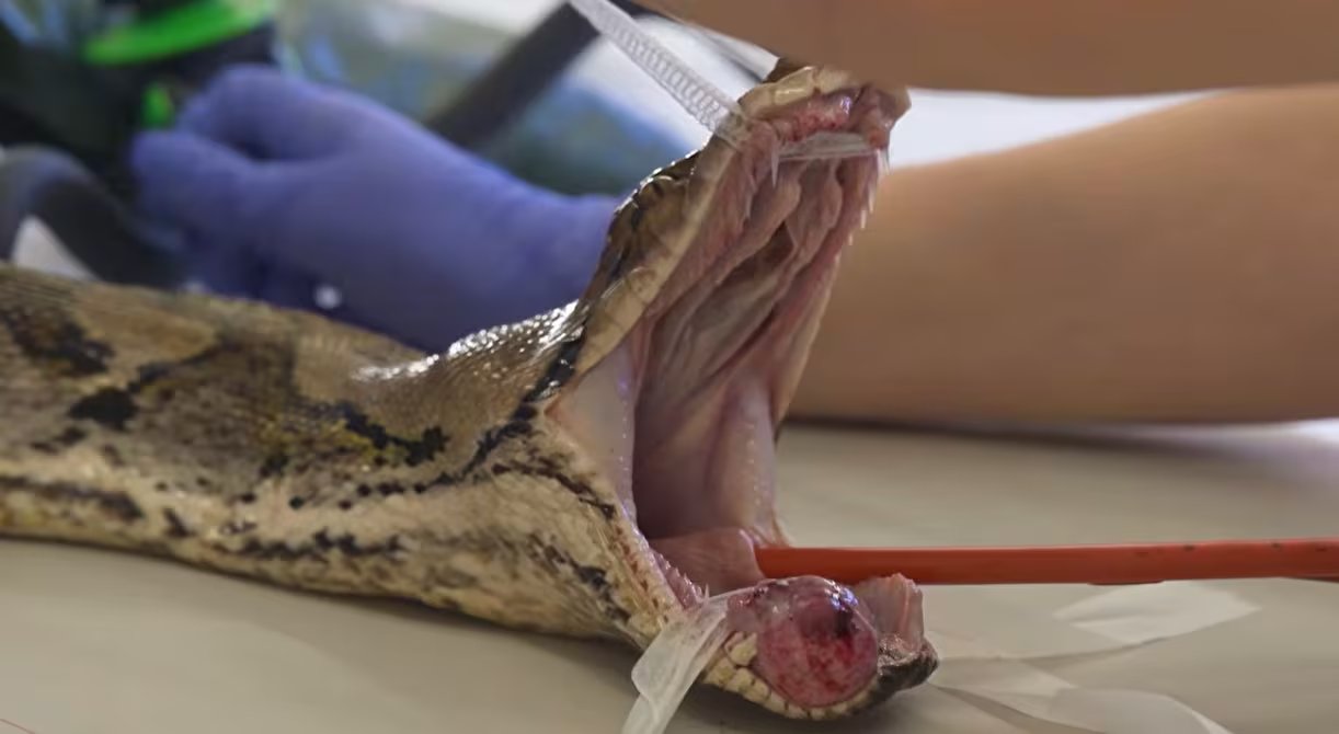 Tras el tratamiento oncológico, la pitón recuperó el apetito y conservó la capacidad de capturar, sujetar y tragar alimento (YouTube/@chesterzoo)