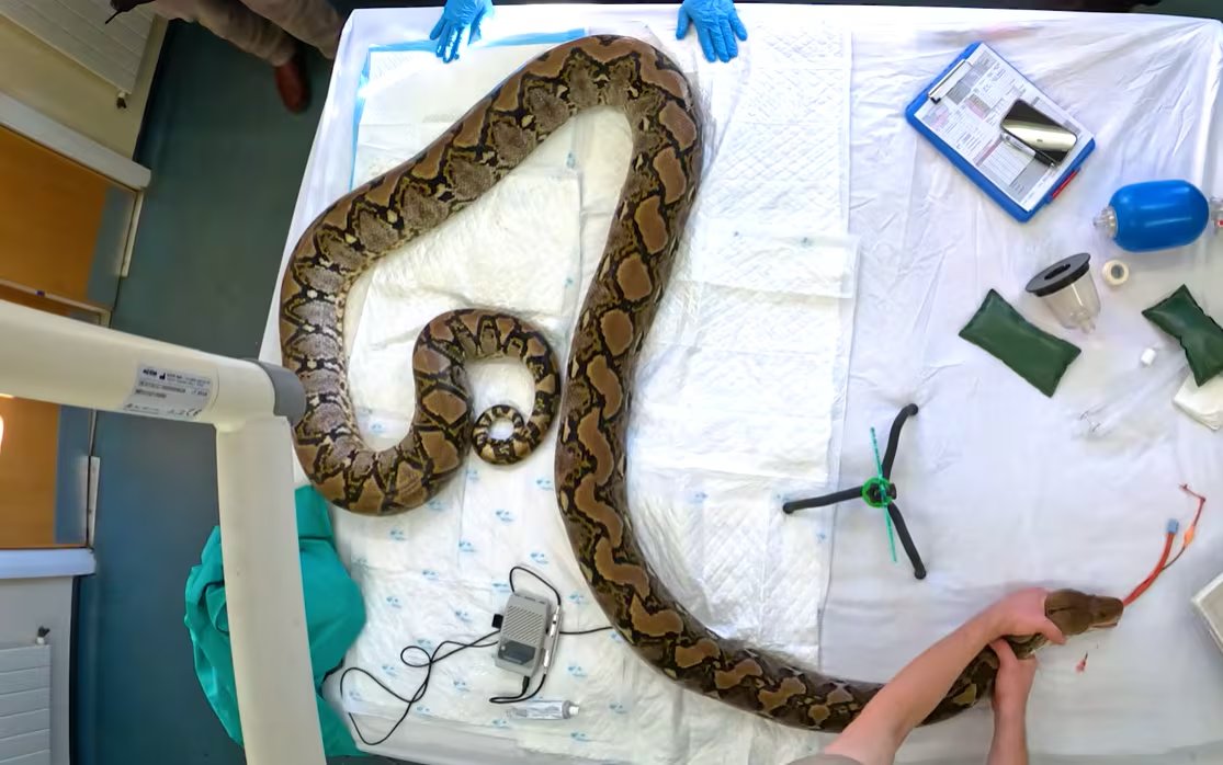Chester Zoo y especialistas de la Universidad de Liverpool prevén publicar el caso para que la electroquimioterapia en serpientes pueda evaluarse y replicarse (YouTube/@chesterzoo)