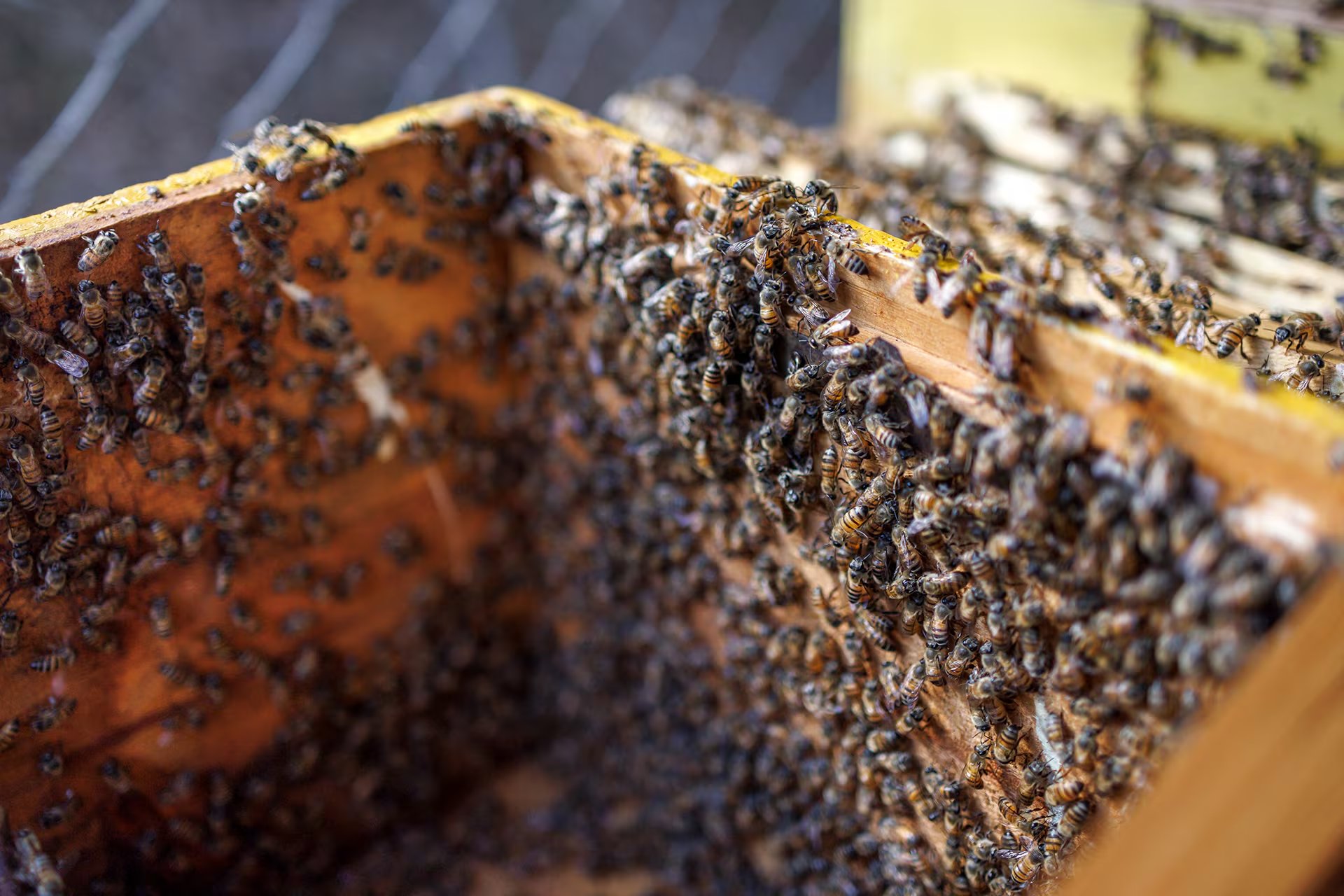 Características como aguijones y anidación especializada pueden explicar el surgimiento de sociedades cooperativas en ciertos linajes de insectos (Tony KARUMBA / AFP)