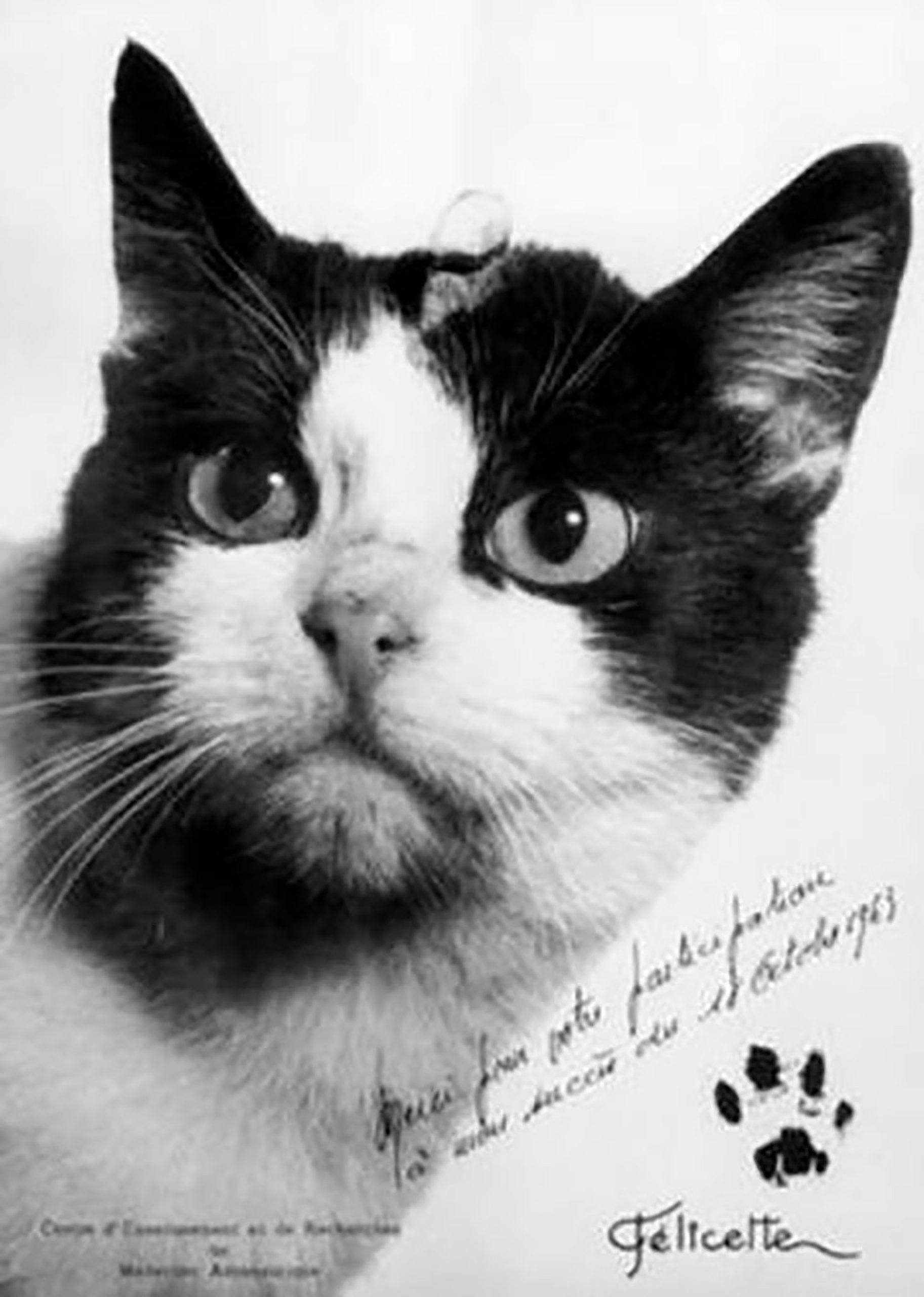 La gata Félicette, la primera y única de su especie en viajar al espacio