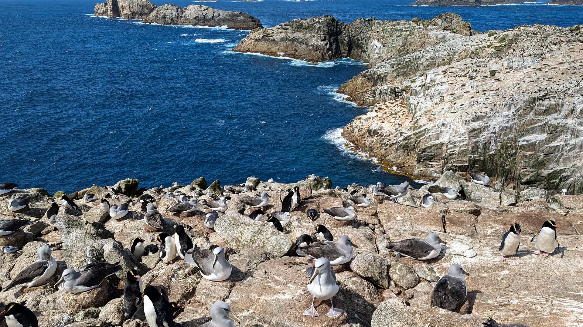 La principal amenaza para la mayor colonia de aves marinas de la región, compuesta por aproximadamente 250.000 ejemplares. (Global Penguin Society)