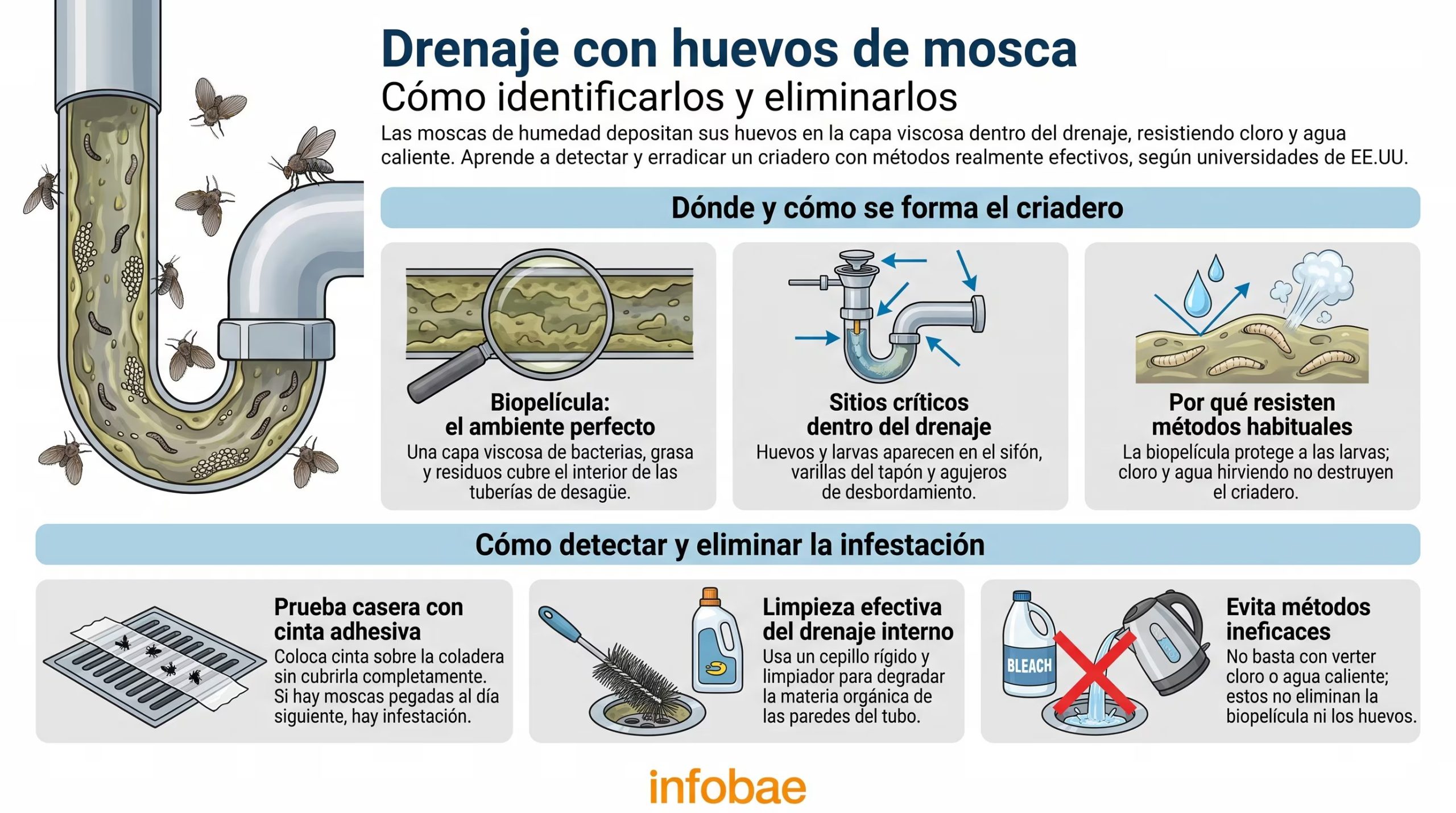 La infografía explica la formación de criaderos de mosca de drenaje en las tuberías y las estrategias recomendadas por universidades estadounidenses para detectarlos y eliminarlos. (Imagen Ilustrativa Infobae)