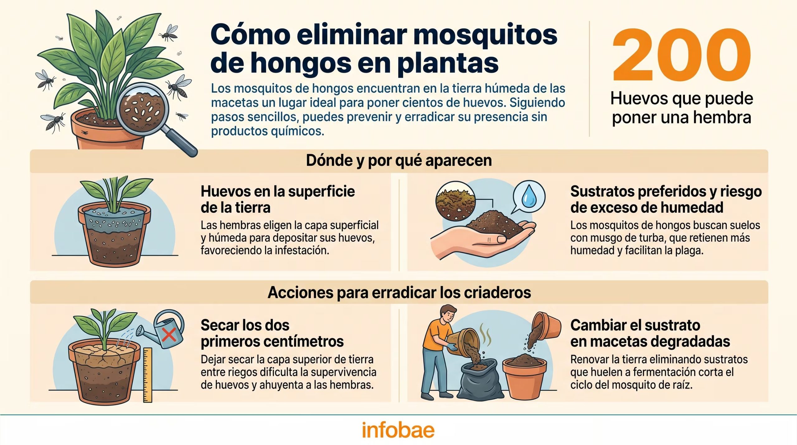 Los mosquitos de hongos no pican: su problema es que sus larvas dañan las raíces de las plantas y se reproducen en la misma tierra donde viven, según Colorado State University Extension. (Imagen Ilustrativa Infobae)