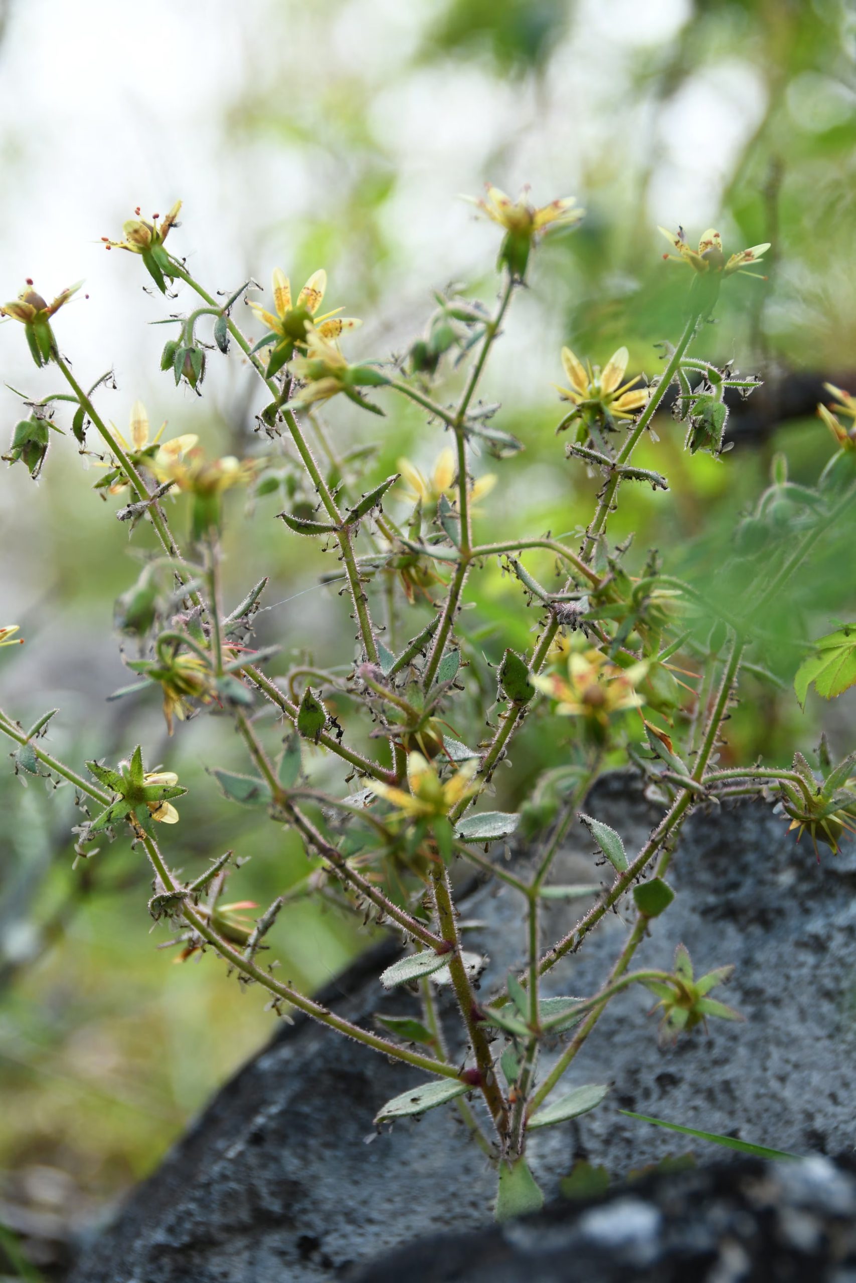 Las plantas con más ramas y mayor superficie pegajosa capturaban más insectos demostrando una relación entre morfología y eficacia de caza (Xin-Jian Zhang/Handout via REUTERS)