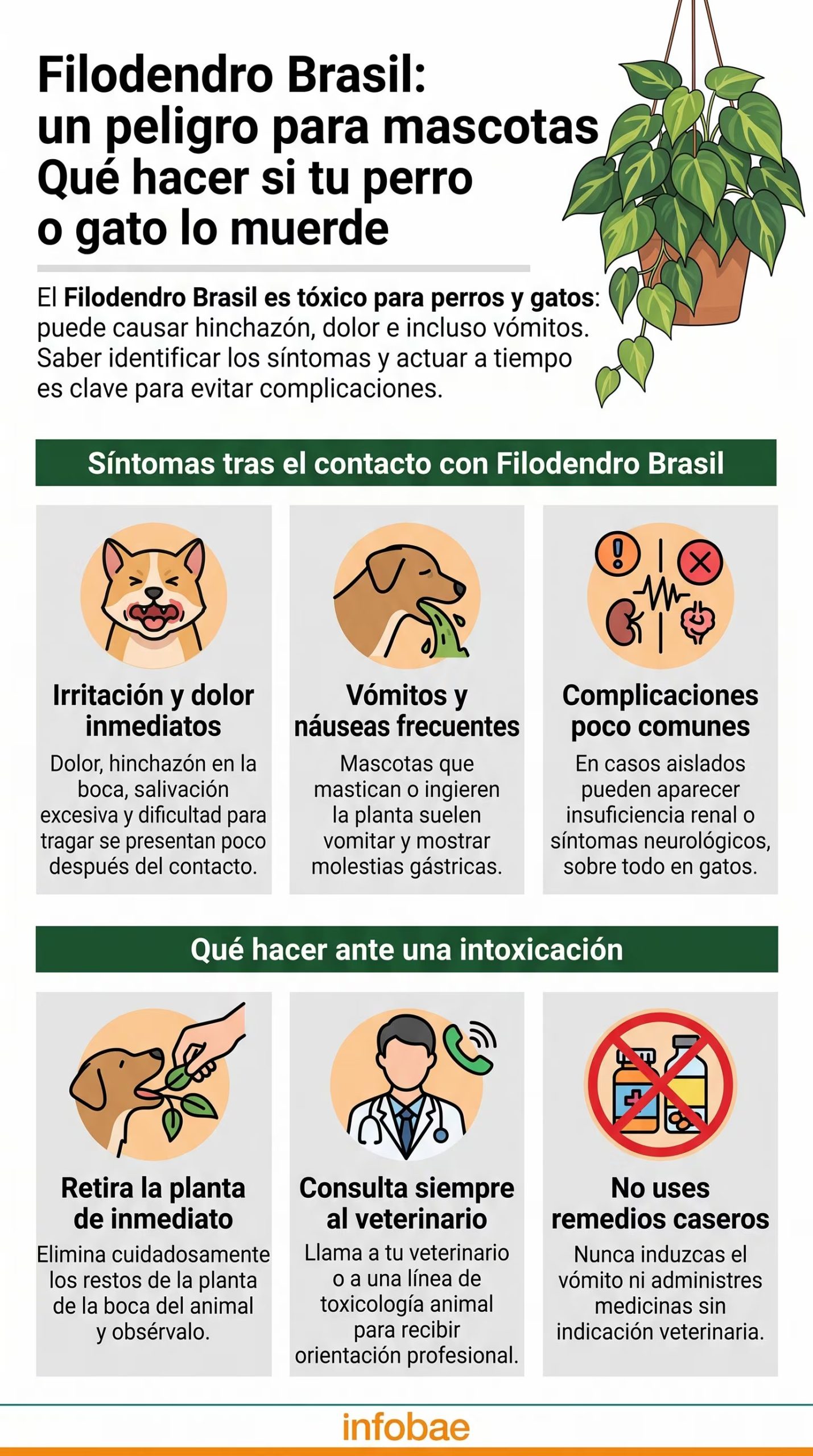 Efectos del Filodendro Brasil en perros y gatos y pautas de actuación ante una intoxicación. (Imagen Ilustrativa Infobae)