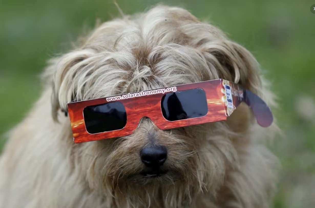 Un perro se protege del eclipse solar en Regent Park, Londres (AP/Kirsty Wigglesworth/The Washington Post)