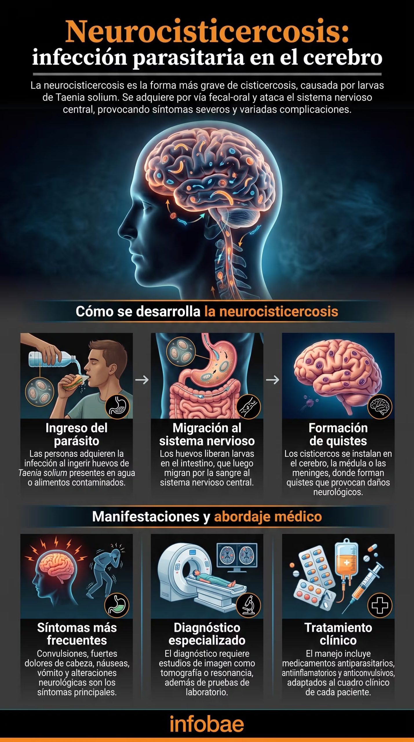 Una infografía de Infobae detalla el proceso de infección por Taenia solium en el sistema nervioso central, además de los síntomas y el tratamiento médico. (Imagen Ilustrativa Infobae)