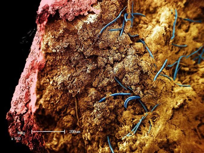La hembra partenogenética del gusano del diablo dejó ocho huevos viables antes de morir, lo que permitió criar descendencia para estudiar su adaptación en laboratorio (NASA)