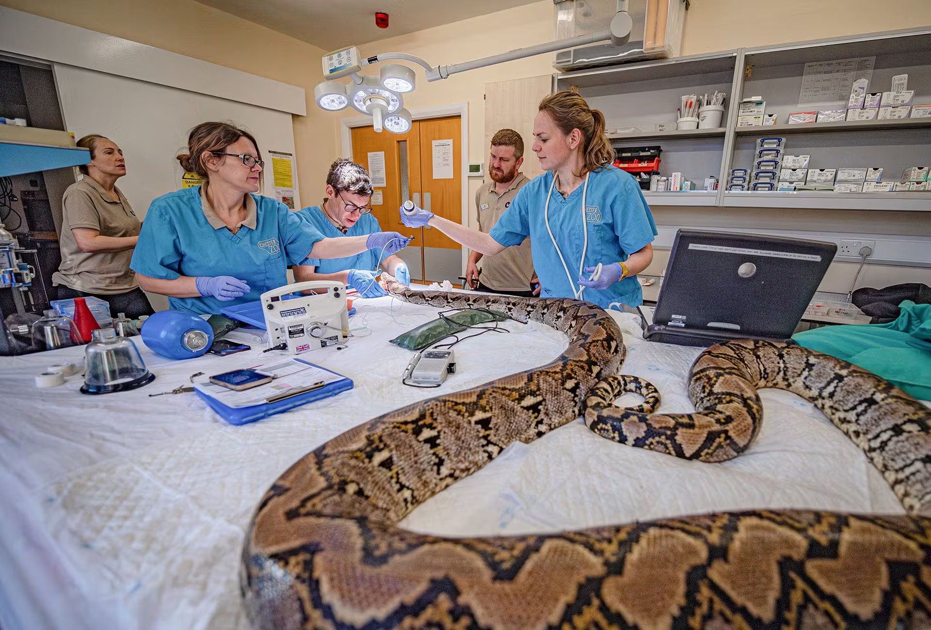 Los especialistas utilizaron medidas especiales para mantener la temperatura corporal de Jodie Foster mientras permanecía anestesiada. (Cortesía: Chester Zoo/vía BBC)