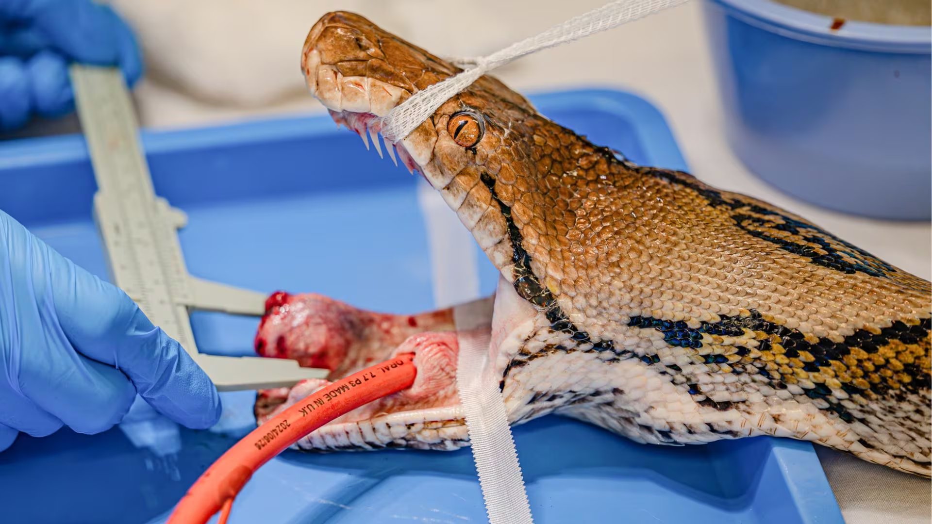 La historia de la pitón comenzó cuando sus cuidadores detectaron cambios en su apetito y comportamiento. (Cortesía: Chester Zoo/vía BBC)
