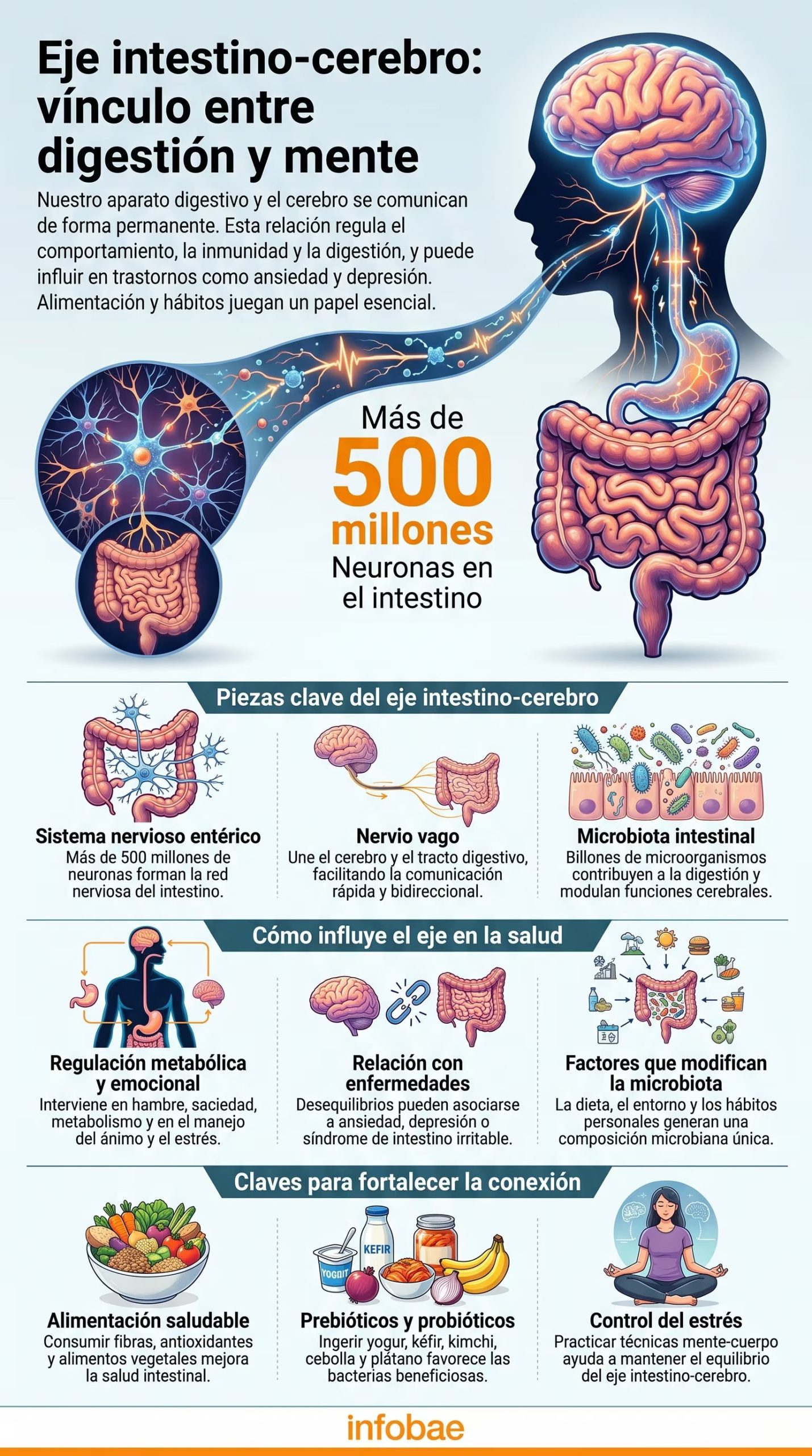 El eje intestino-cerebro es fundamental para el bienestar físico y mental, siendo la dieta y el estilo de vida claves para su equilibrio y correcto funcionamiento. (Imagen Ilustrativa Infobae)