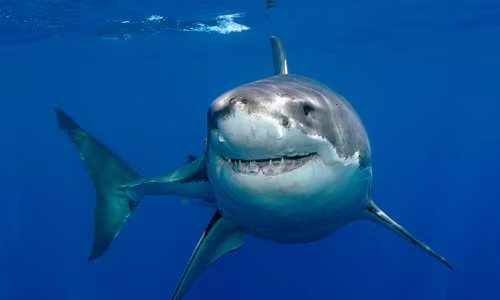 Tiburón blanco bajo el agua, isla de Guadalupe, México. (WWF)