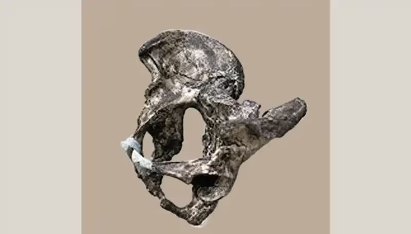 La investigación encabezada por Yoel Rak, de la Universidad de Tel Aviv, analizó dos pelvis masculinas neandertales completas de Kebara y Atapuerca (Scientific Reports)