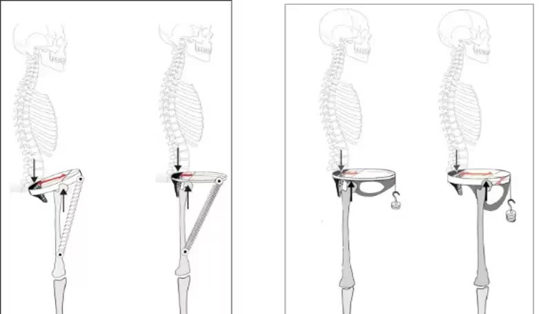 Scientific Reports indica que la geometría de la pelvis humana puede aportar datos para la biomecánica, la rehabilitación y el estudio de lesiones musculoesqueléticas (Scientific Reports)
