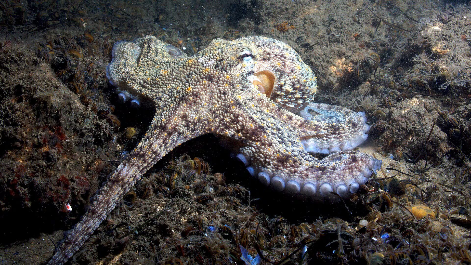Pulpo. (Ericsfr/Wikimedia Commons)