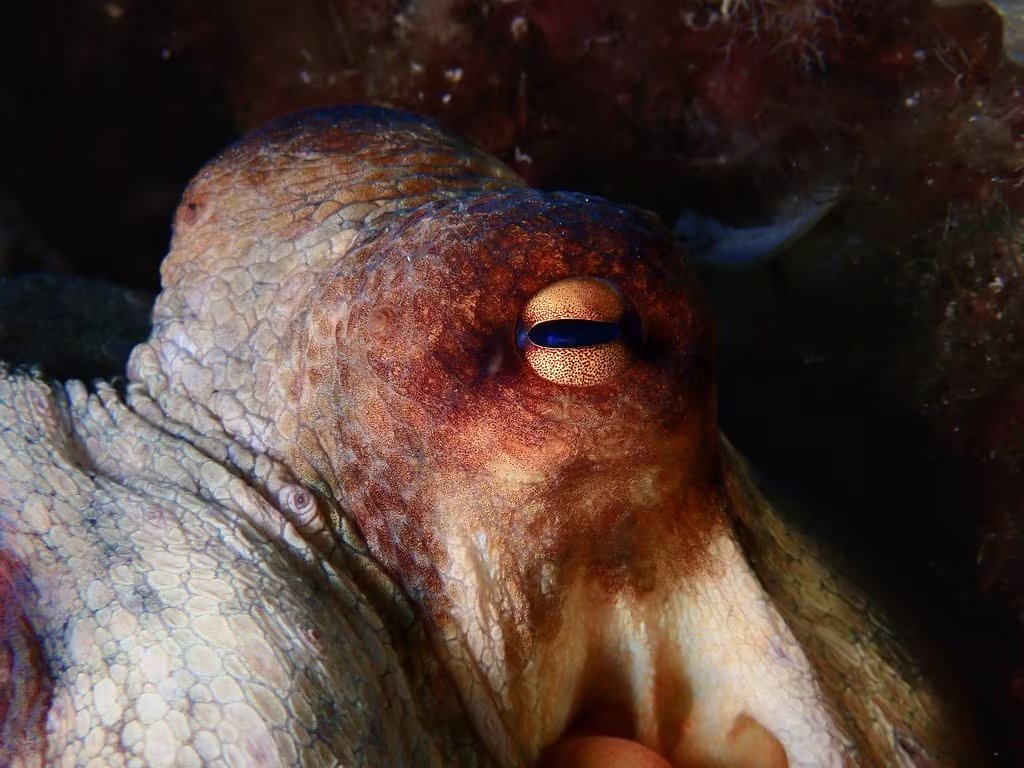 Pulpo. (anthonyamar/iNaturalist CC BY-NC 4.0)