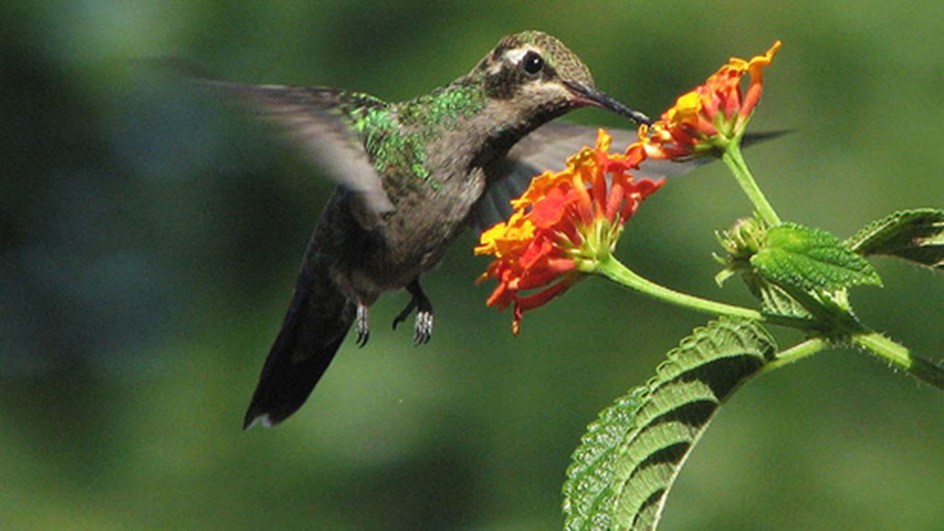 La fuente principal del zumbido del colibrí proviene sobre todo de la fuerza ascendente asociada al movimiento del ala (Foto: Conabio)