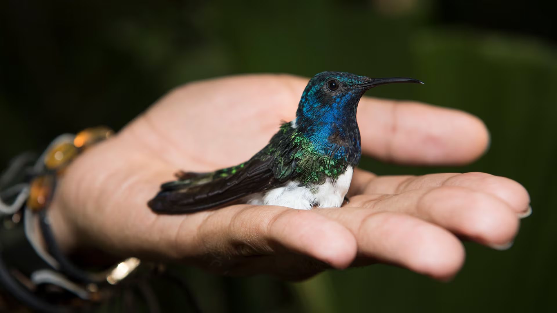 En los colibríes, el ala genera una fuerza ascendente tanto en el movimiento hacia abajo como en el movimiento hacia arriba, lo que sostiene su vuelo suspendido (Irene Mendez Cruz)