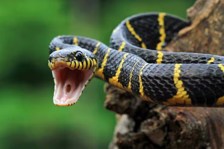 La invasión de Boiga irregularis en Guam causó hasta 200 cortes de electricidad por año y un estudio estimó pérdidas de hasta 4,5 millones de dólares anuales entre 1991 y 1997 (Magnific)