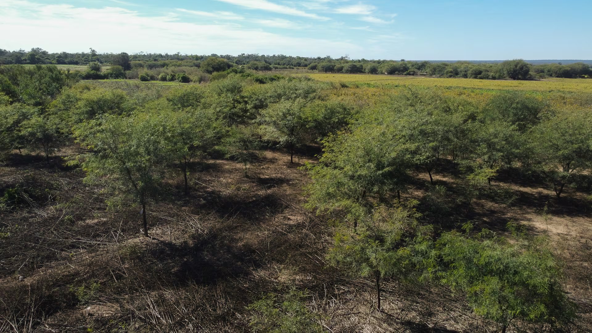 Desde el aire, el dron de Infobae muestra las nuevas plantaciones de algarrobo hechas por los lugareños de Vinalito, Jujuy. Restauración forestal, captura de carbono y conservación del bosque nativo. Innovación y desarrollo productivo