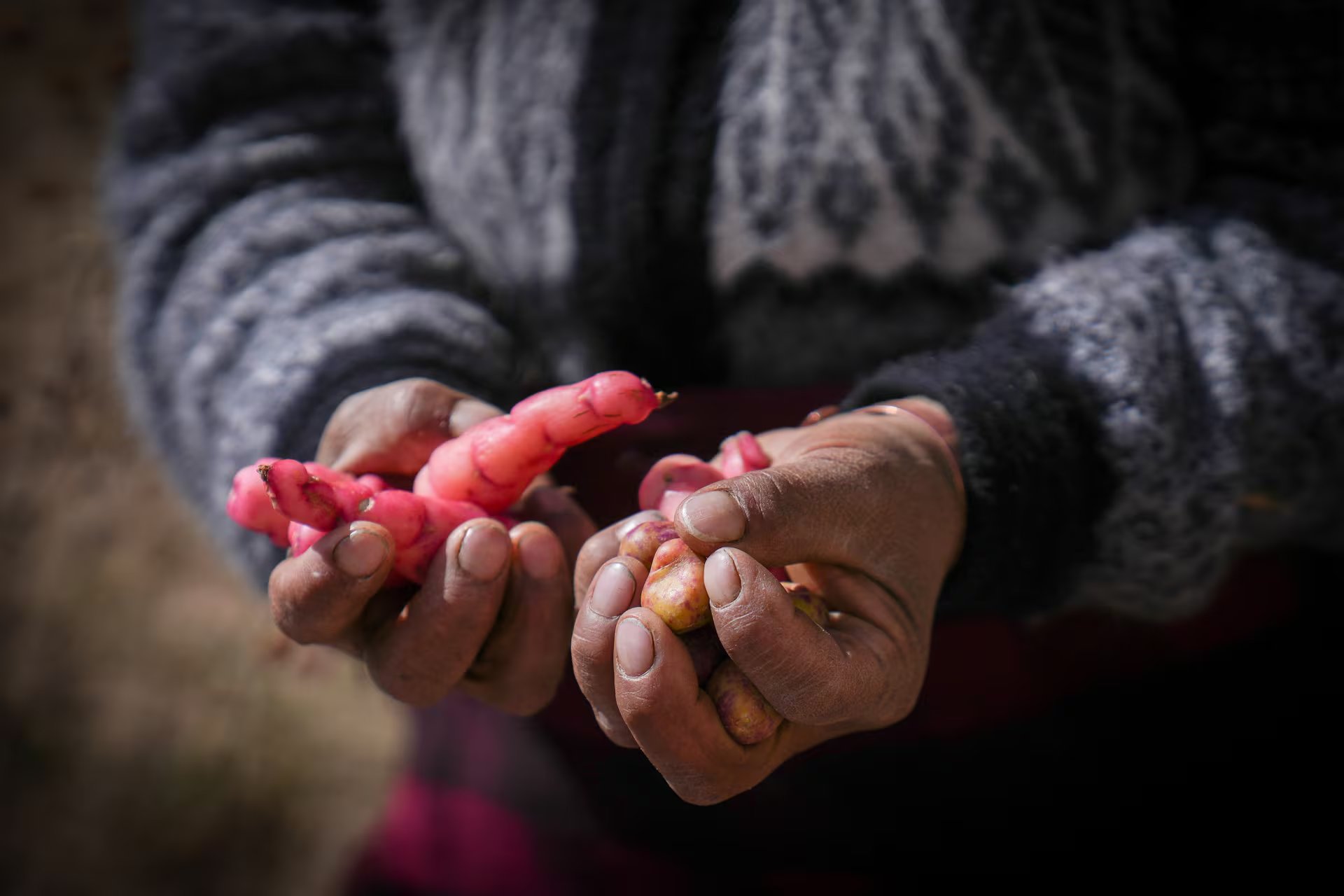La ruta de los papines en la puna salteña en Colanzuli, cultivadas por las manos de las mujeres kolla