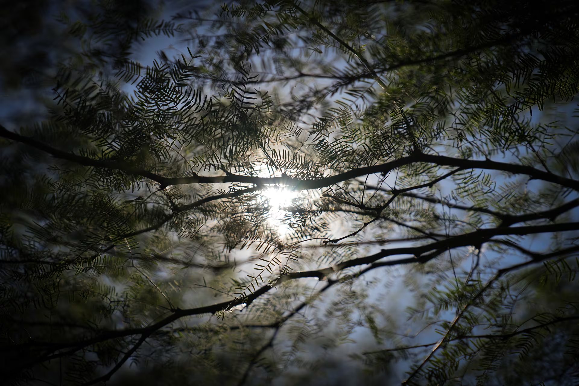 Los algarrobales de Vinalito representan el destino de futuro para esa comunidad de criollos que reforestan para vivir