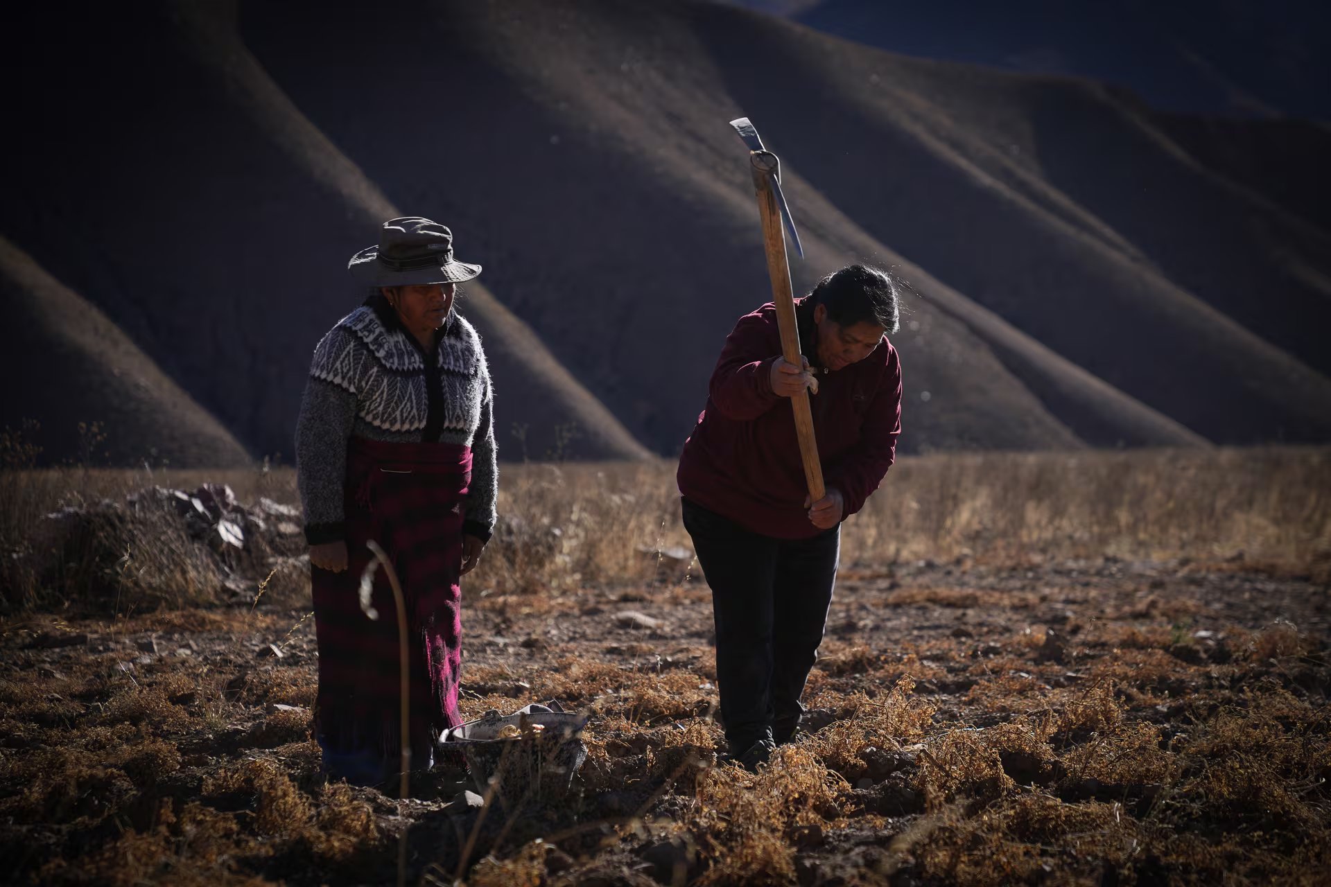 Las mujeres kollas de Colanzuli cultivan diversas variedades de papines y se encargan del cuidado de vacas y ovejas. De estas actividades obtienen los alimentos