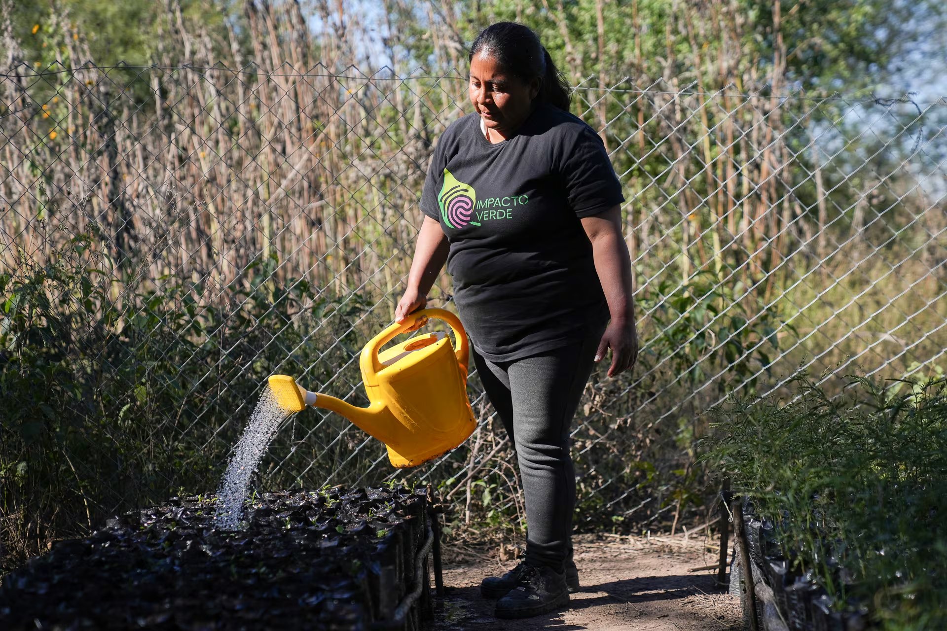 Mara riega los plantines de algarrobo en Vinalito: cuando crezcan más, serán plantados en el monte