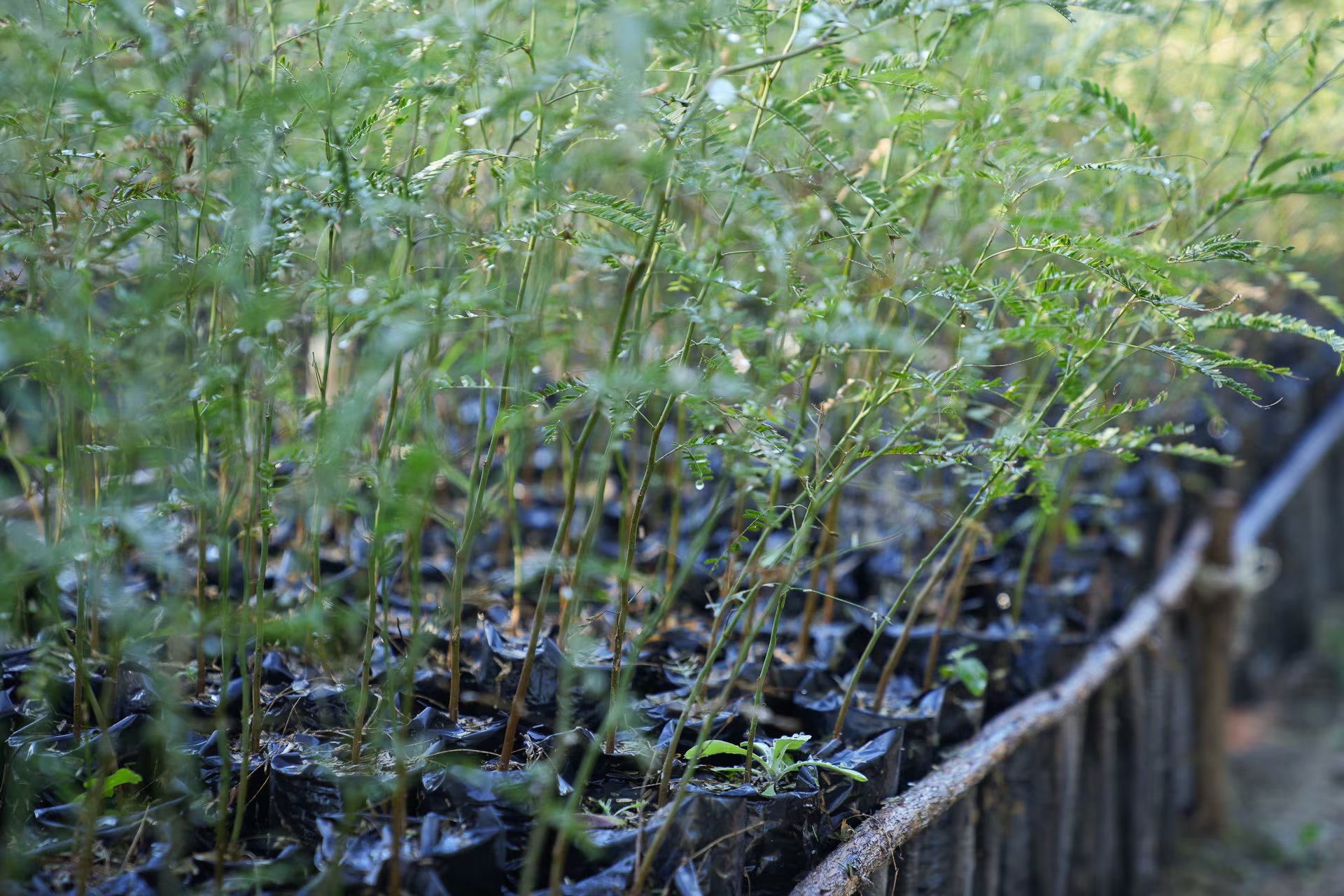 Plantines de algarrobo son conservados y serán plantados por la comunidad criolla de Vinalito, en el monte jujeño. Reparación ambiental y futuro