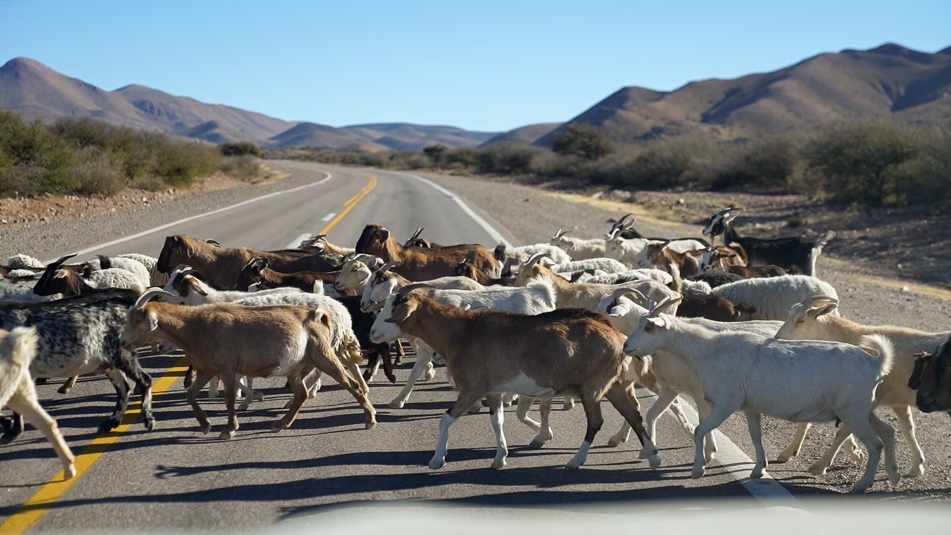 La ruta hacia Colanzuli, viniendo desde Tilcara: la intervienen cabras y animales lugareños