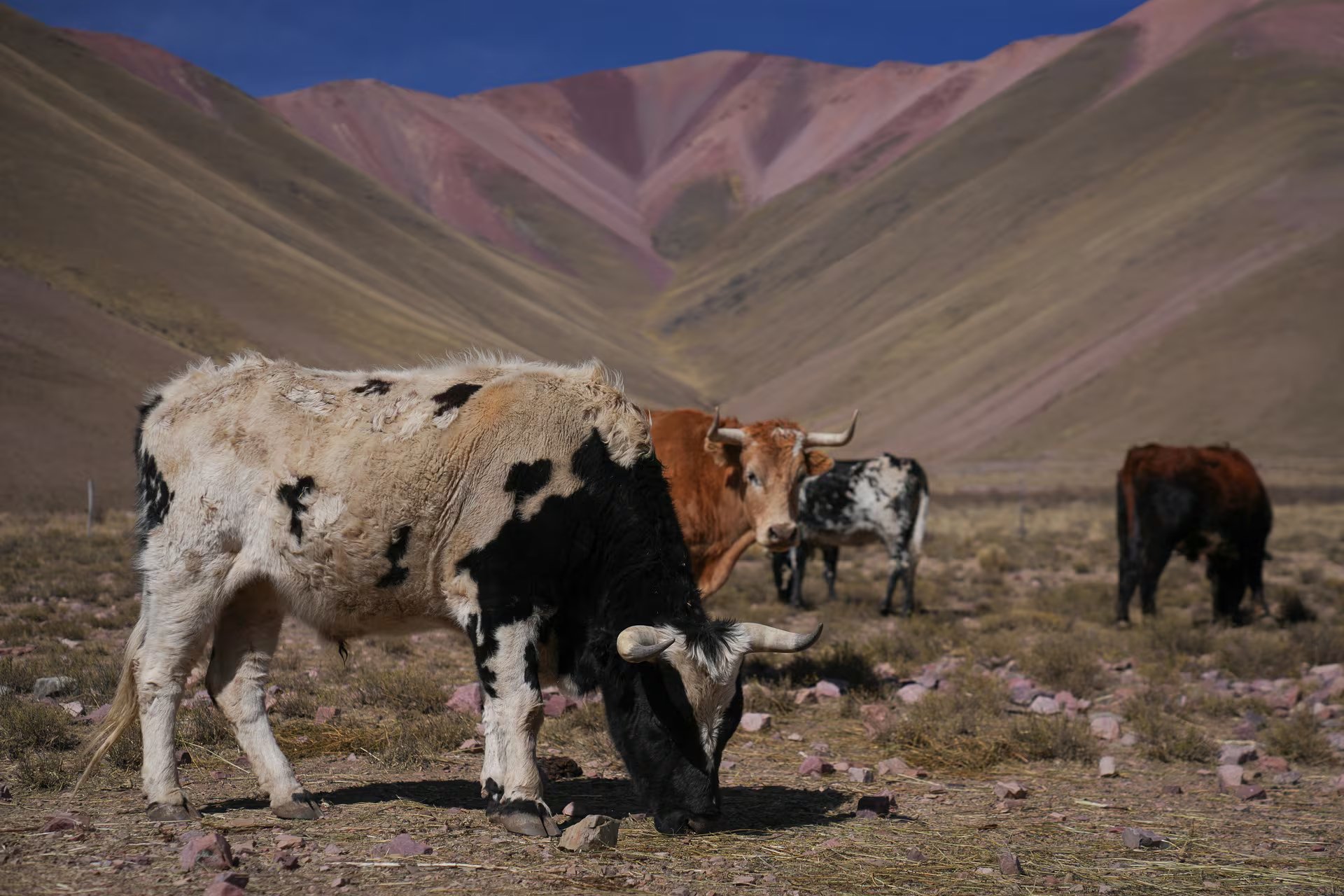 La inmensidad de la puna salteña cuida a las vacas de Inocenta: caminan entre los cerros empinados a más de 4.500 metros de altura como equilibristas perfectas 