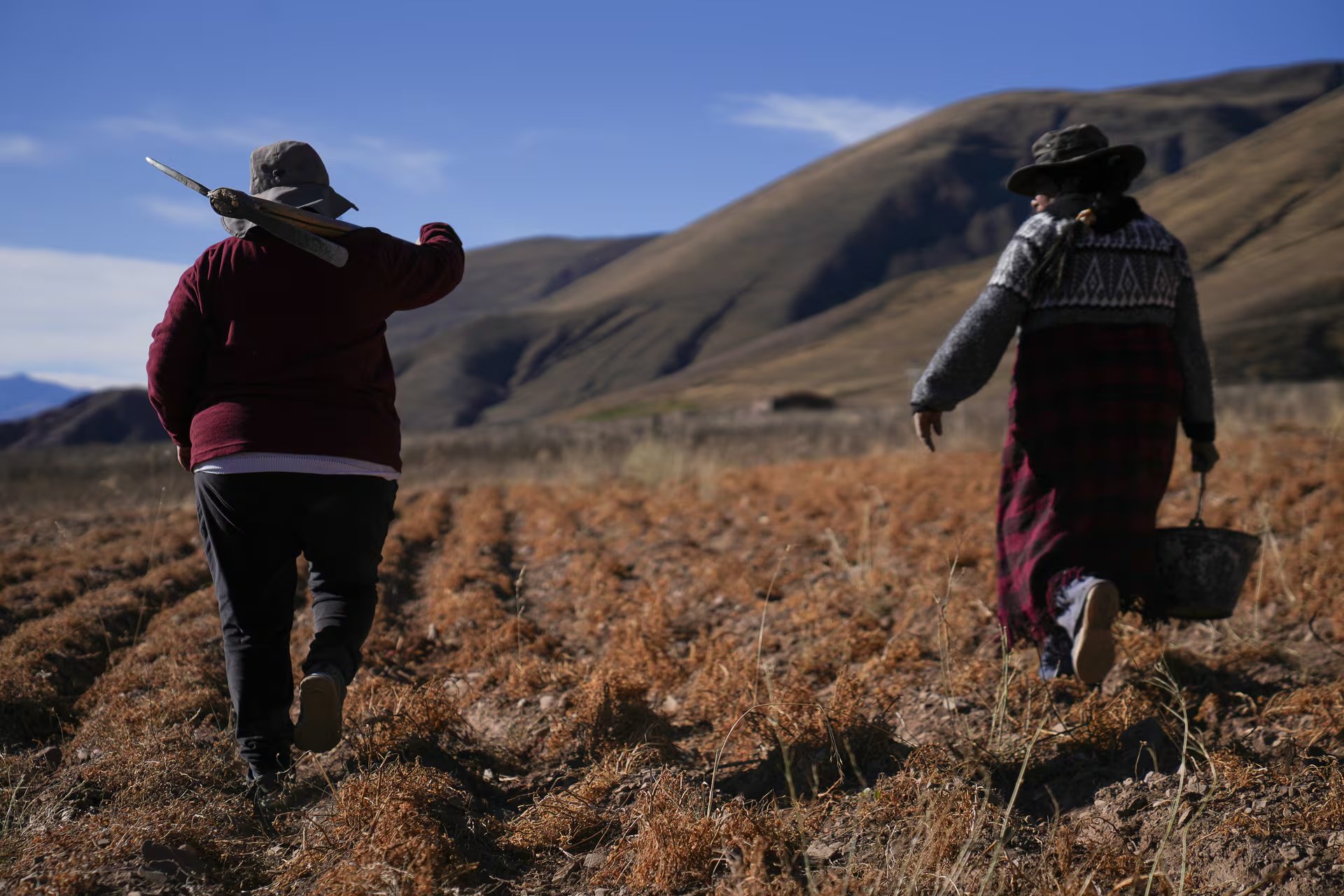Las mujeres Kollas de Colanzuli siembran papines de todo tipo y cuidan vacas y ovejas. Además crean así su dieta y estilo de vida. Colanzuli es una zona azul argentina en la puna salteña 